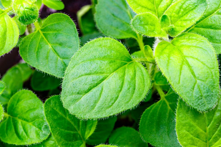 Oregano leaves are hairy and often tapered to a point
