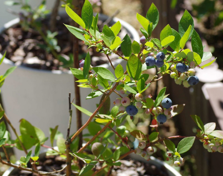 Organic fertilizers work more slowly, but support the development of the blueberry bush more sustainably
