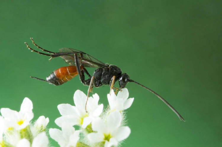 Parasitic Wasps: Useful Helpers Against Moths