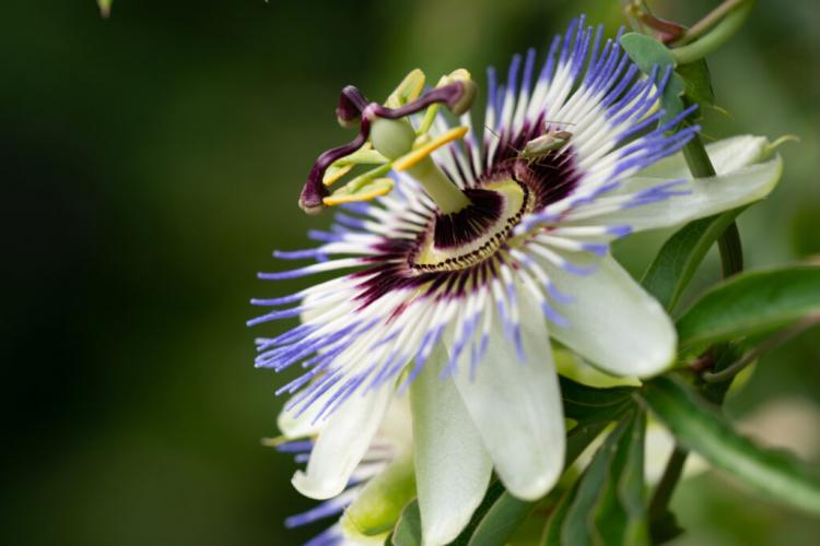 Passion Flower (Passiflora): How Care Of The Beautiful Plant