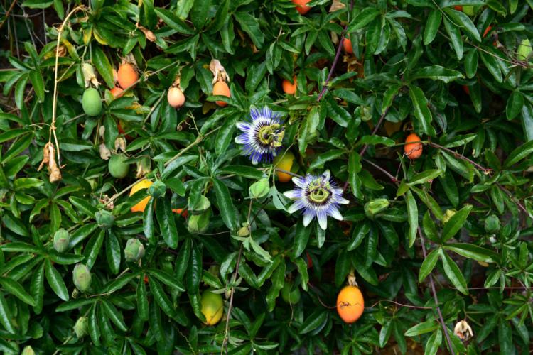 Passionflowers are mostly climbing plants and need a climbing aid - like this blue passionflower