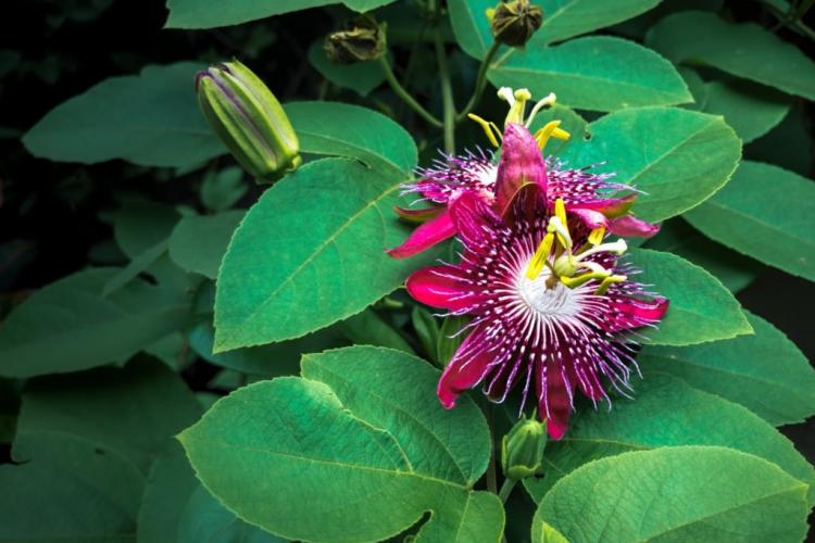 Passionflowers come in a wide variety of colors and shapes