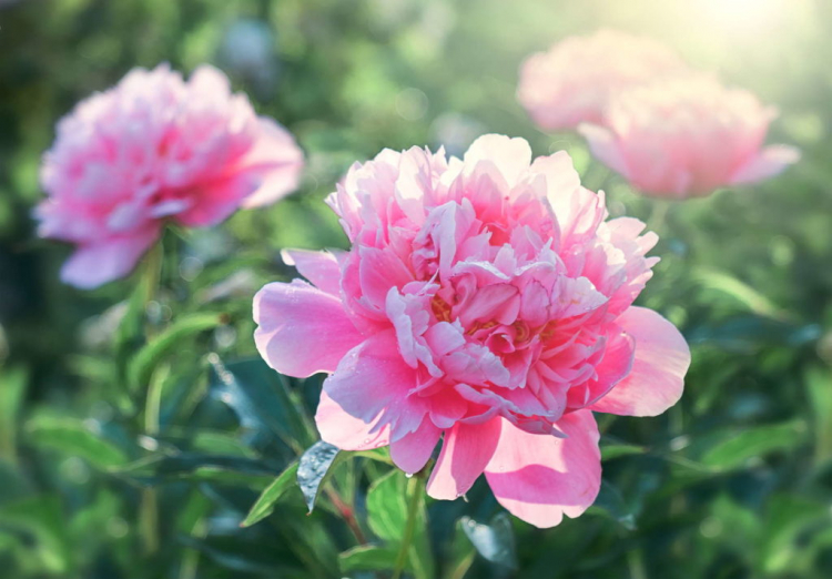 Peonies can also be propagated by grafting
