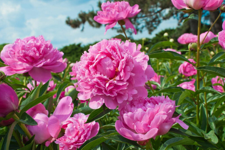 Peonies: Everything For Planting, Caring And Cutting