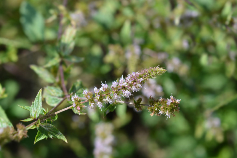 Peppermint is valued for its hot, peppery aroma