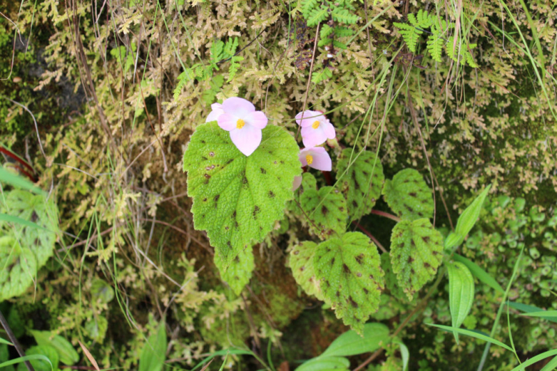 Perhaps the Asian mountains still have some hardy begonias to offer, like this specimen in a Nepalese national park