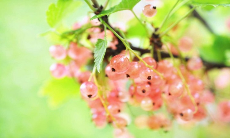 Pink-currant-on-branch