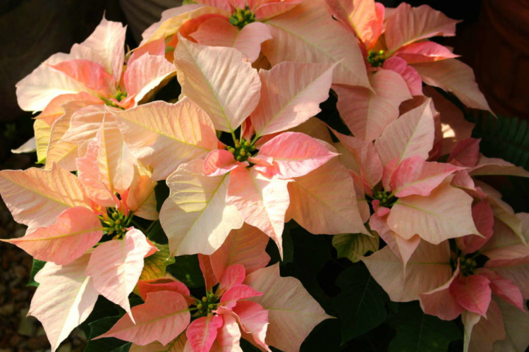 How To Make A Poinsettia Bloom Again: Tips For A Second Bloom