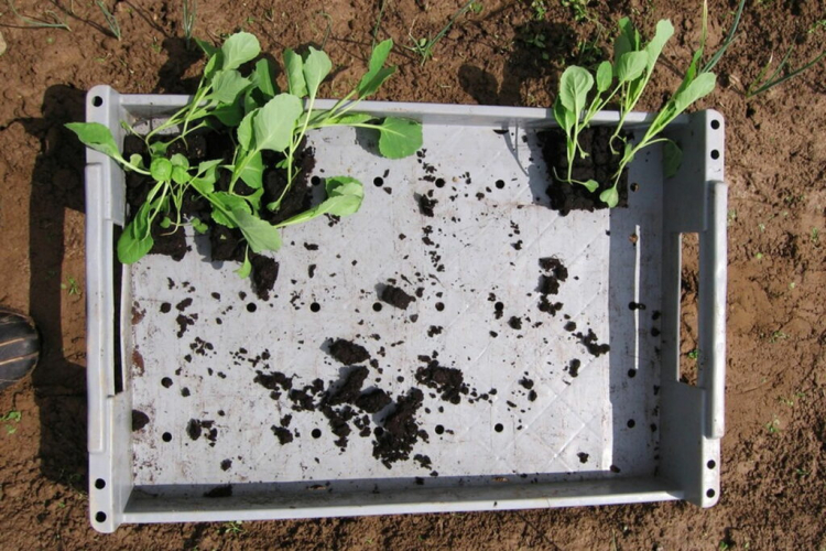 Pointed cabbage seedlings shortly before planting