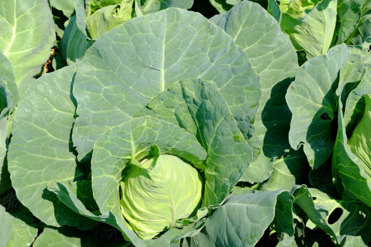 Pointed Сabbage: The Early Ripening And Easily Digestible Type Of Cabbage