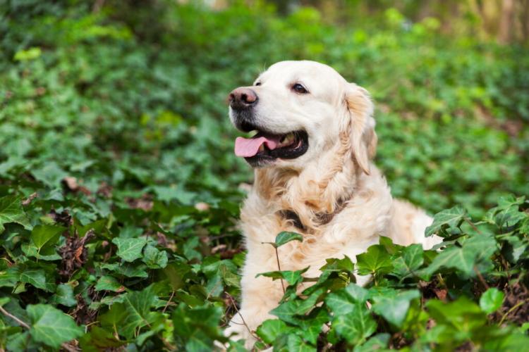 Poisonous Ivy: Is Plant Dangerous For Humans And Animals