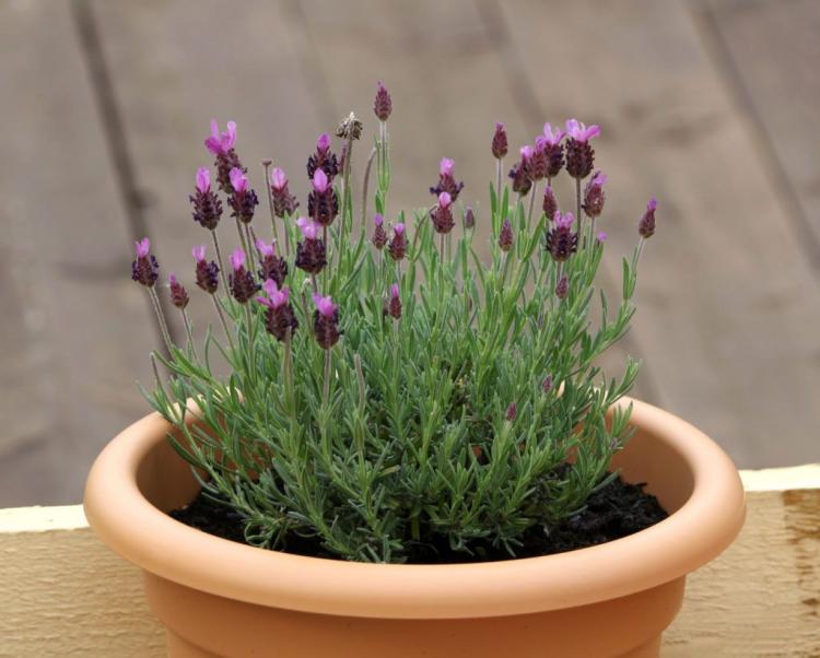 Potted lavender is popular all year round