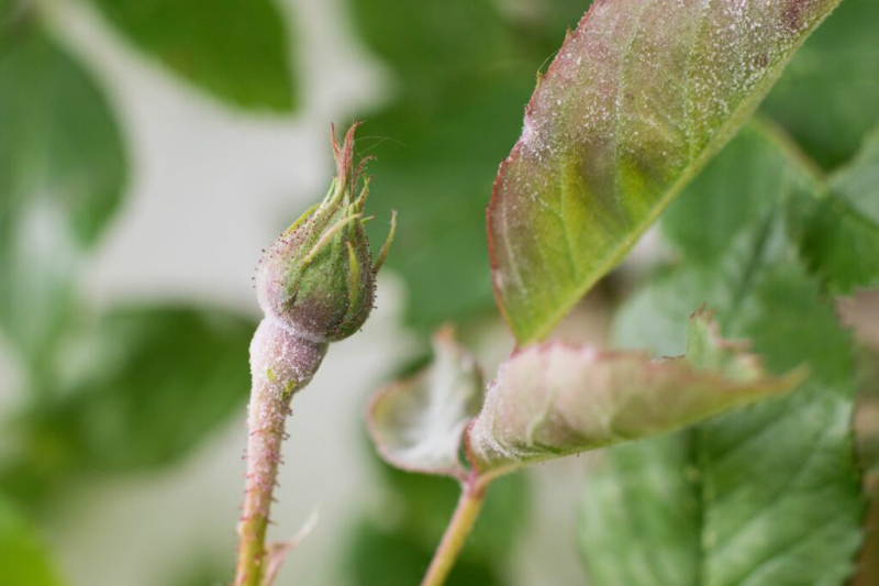 Powdery Mildew On Roses: Identifying And Combating Powdery Mildew And Downy Mildew