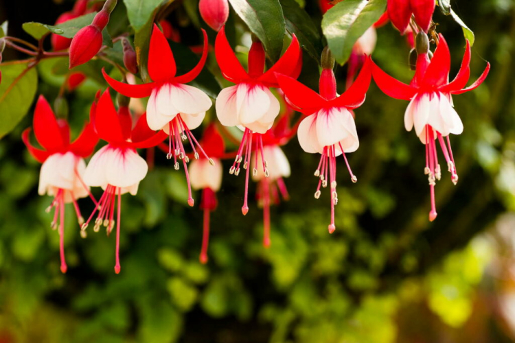 Propagating Fuchsias: Cuttings And Sowing