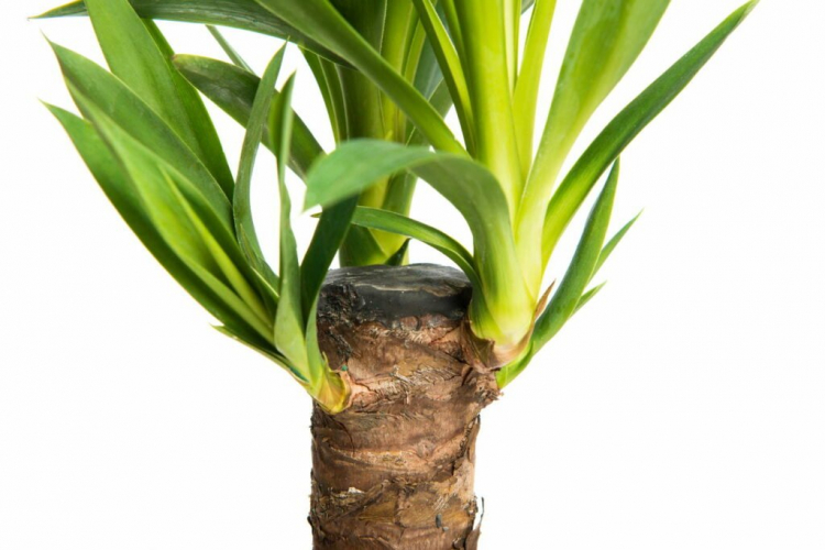 Propagating The Yucca Palm: Tips From The Experts