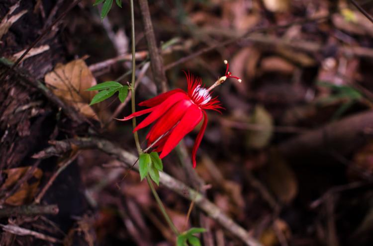 Red passion flowers