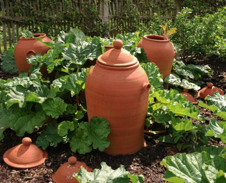 Rhubarb Forcing And Bleaching: Instructions From The Expert