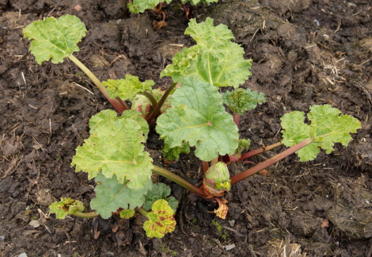 Rhubarb enjoys a nutrient-rich layer of compost or horse manure