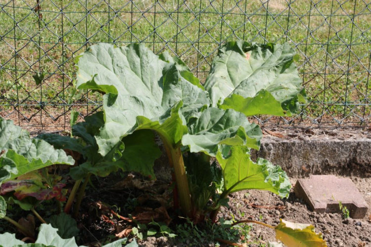 Rhubarb plants need enough space to thrive