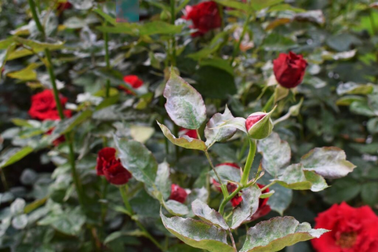 Rose Diseases: Combating Symptoms And Pest Infestation