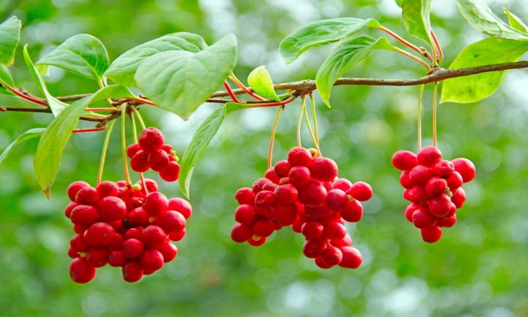 Schisandra berries-on-branch