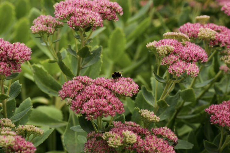 Sedum: Grow And Care For Beautiful Varieties At A Glance