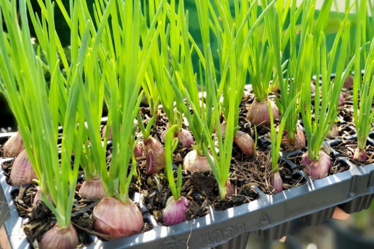 Shallots thrive best in sunny locations