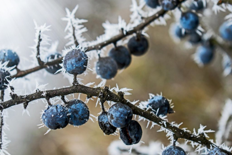 Sloes are best harvested after the first frost