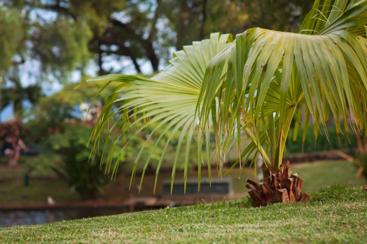 So that planted palm trees can survive the winter, potassium fertilization should not be missing in autumn