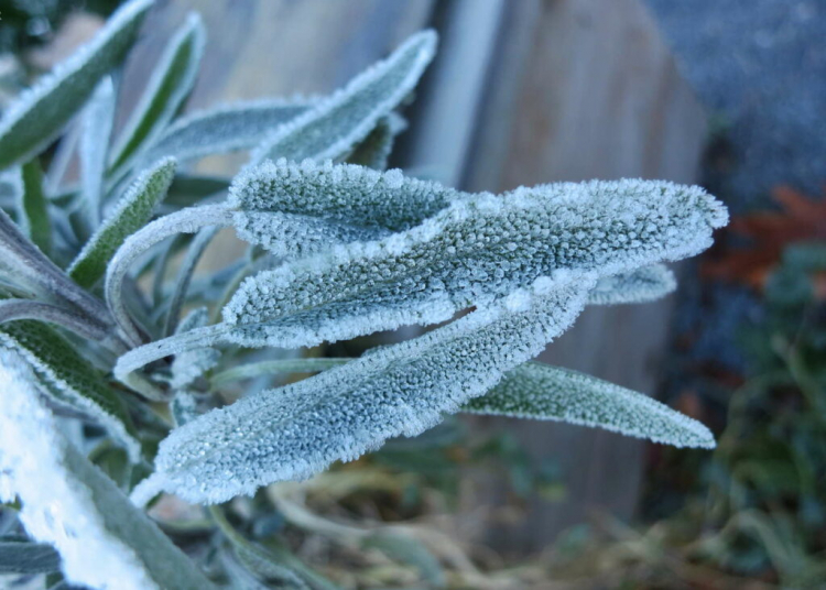 Some sage can also survive lower minus temperatures.