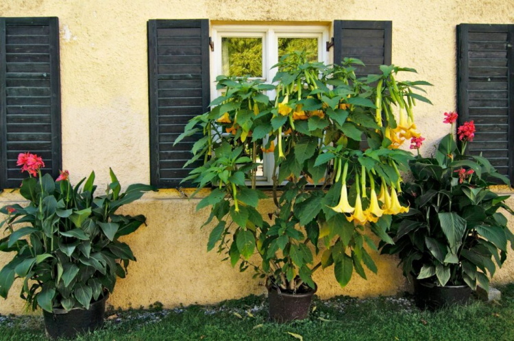 Somewhat protected by a roof or on the house wall, the Brugmansia feels particularly comfortable