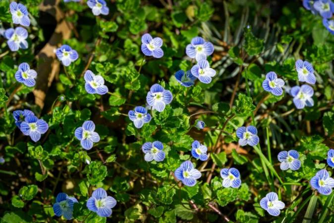 Speedwell: The Medicinal Plants In The Garden