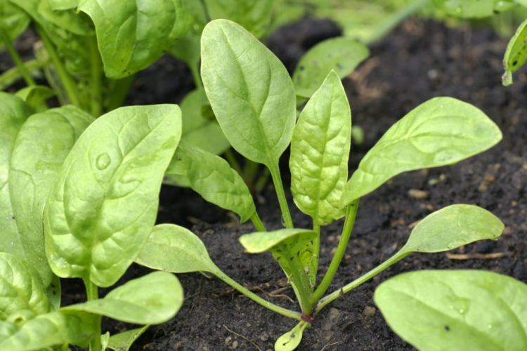 Spinach grows best in soils rich in humus