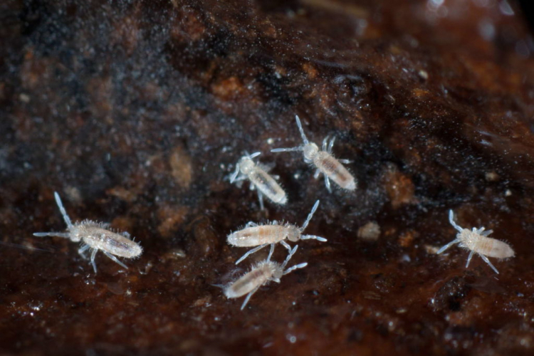 Springtails mainly feed on dead, organic material and fungi