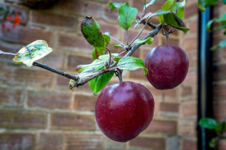 Strawberry Apple: Taste, Cultivation & Harvest Of The Apple