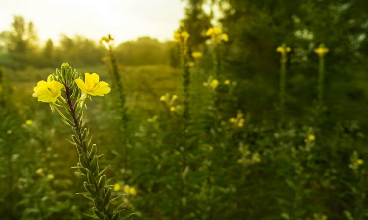 Sufficient planting distance is particularly important for the evening primrose 