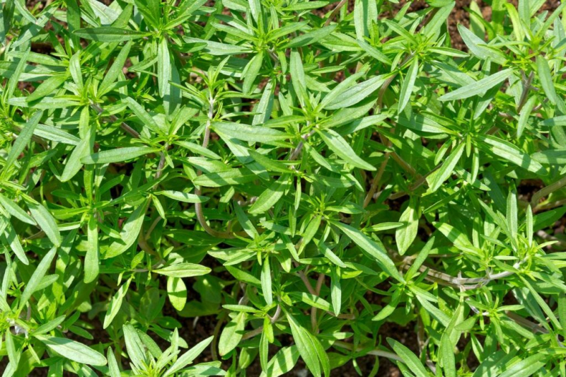 Summer Savory Herbs: From Planting To Harvesting And Drying