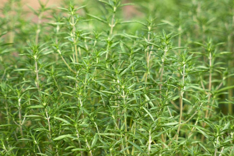Summer savory is annual