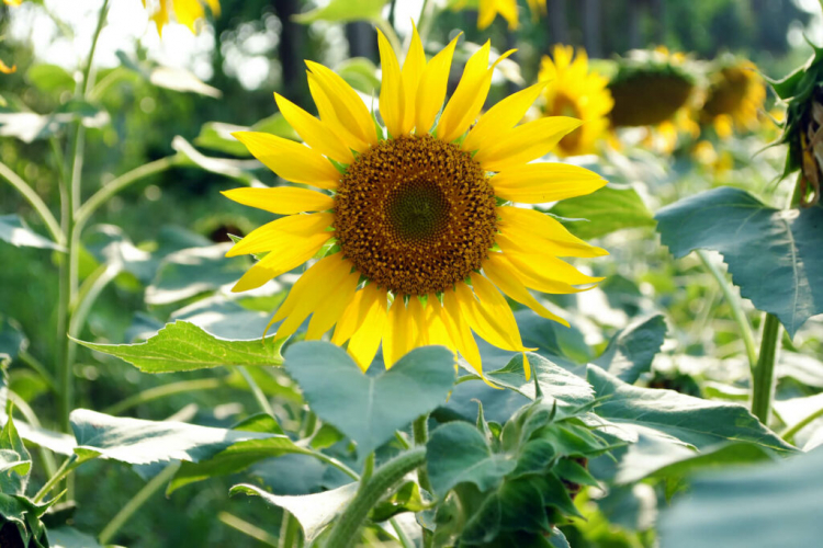 Sunflowers shine in September