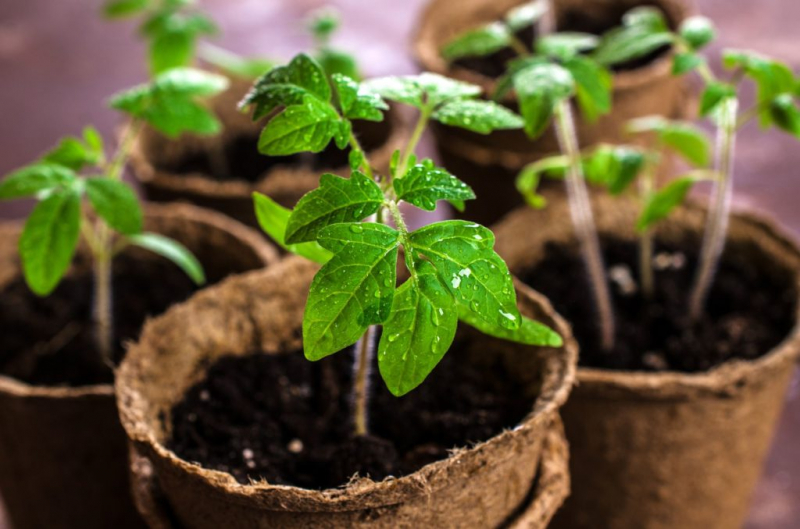 Supply your tomato plants more sustainably with organic slow-release fertilizers