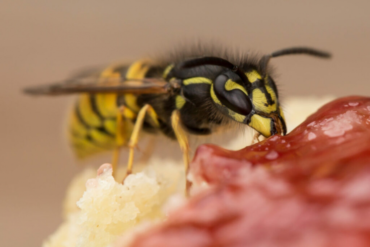 Sweet dishes occasionally attract wasps