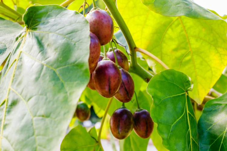 Tamarillo: Planting And Caring For The Tree Tomato