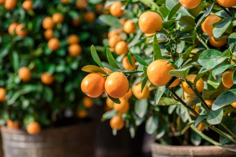 Tangerine Tree: Planting And Caring For The Tangerine