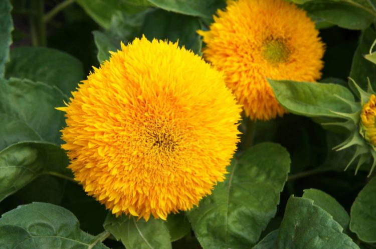 'Teddy bear' sunflowers have double flowers