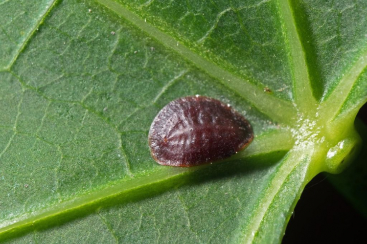 Thanks to its shell, the scale insect is well protected against many biological agents