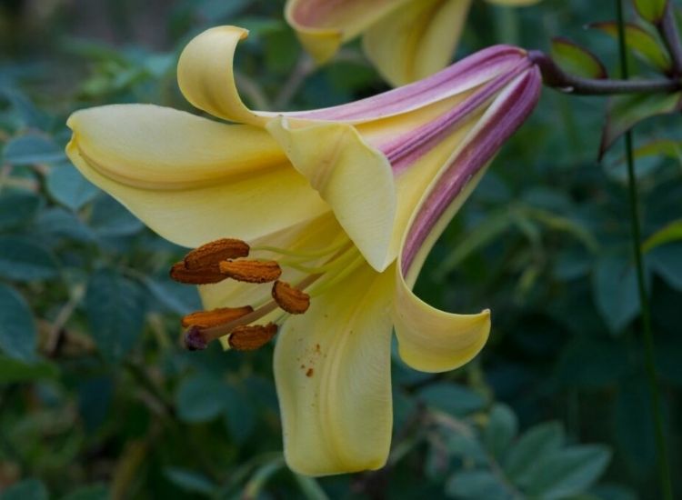 The African Queen trumpet lily