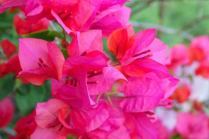 The Bougainvillea spectabilis enchants us with its bright bracts