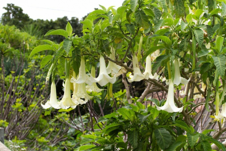 The Brugmansia arborea flowers creamy white to pure white