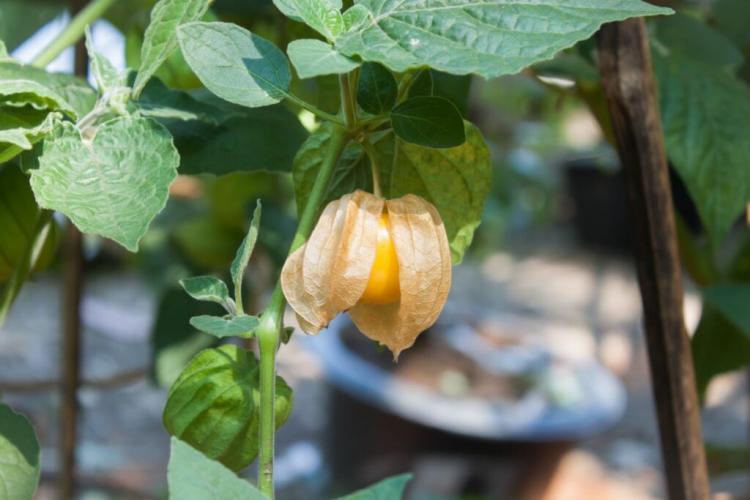 The Cape gooseberry delights with its sweet and sour taste