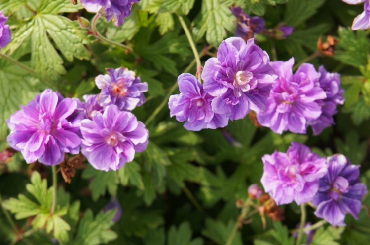 The Himalayan cranesbill is particularly robust